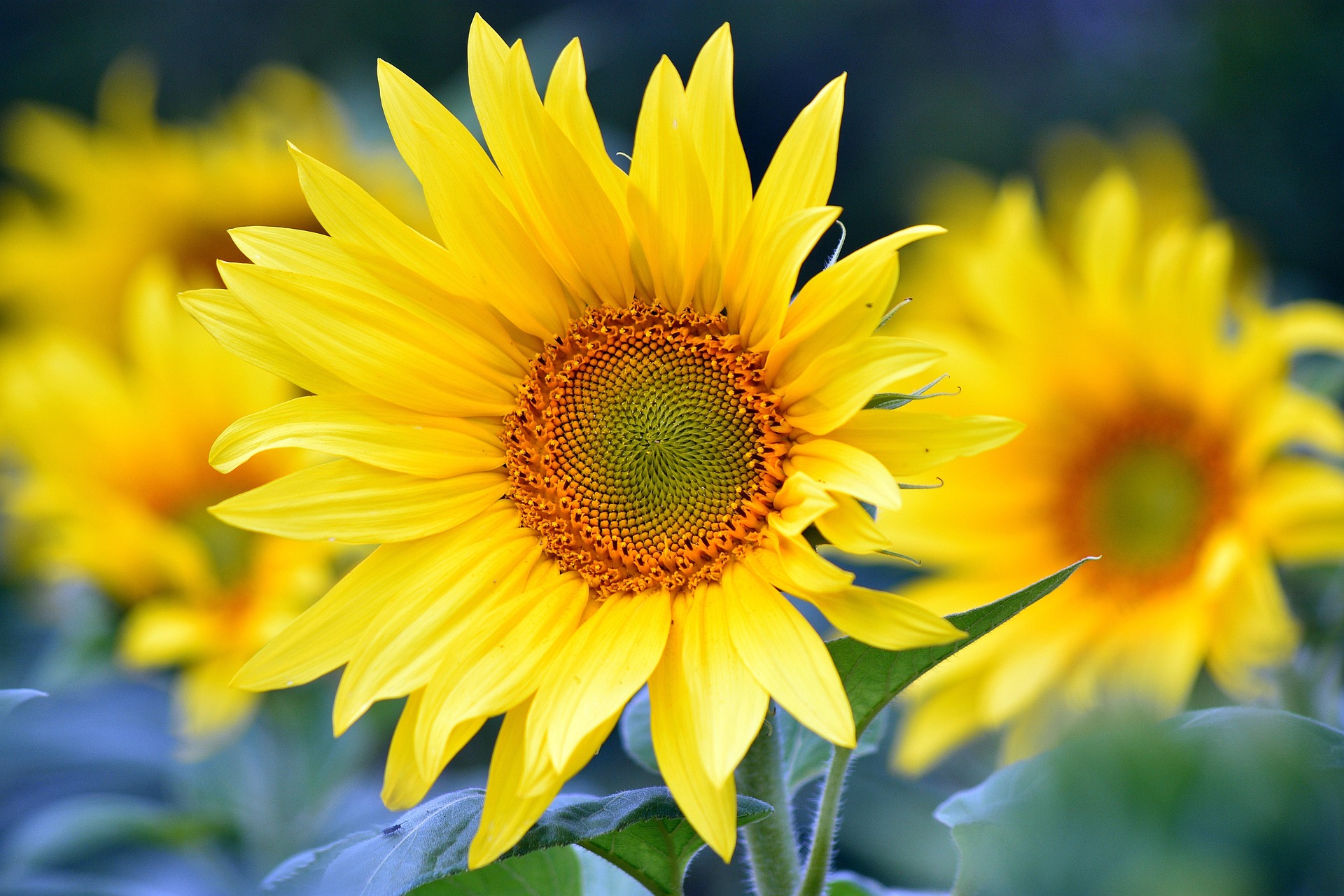 Der Sommer und das Feuerelement